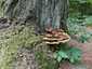 Fenyő-likacsosgomba (Phaeolus schweinitzii), Zemplén